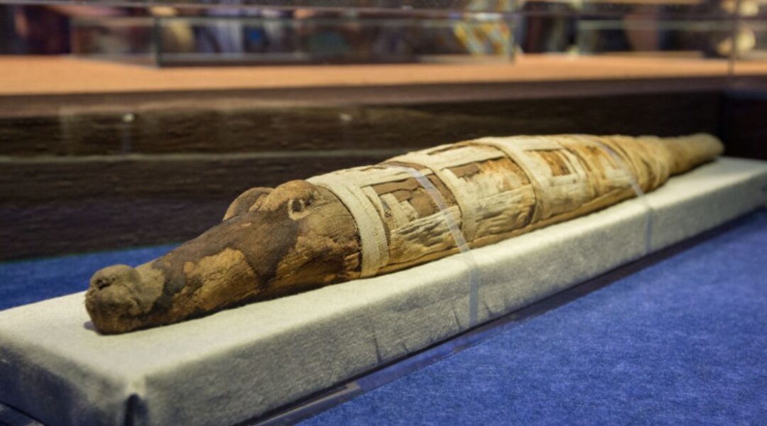 Ritrovati dei coccodrilli mummificati in Egitto